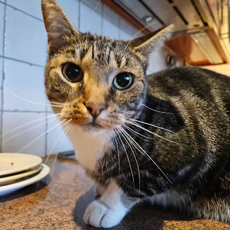 Appartement Secondhandrose