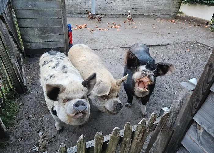 Secondhandrose Διαμέρισμα