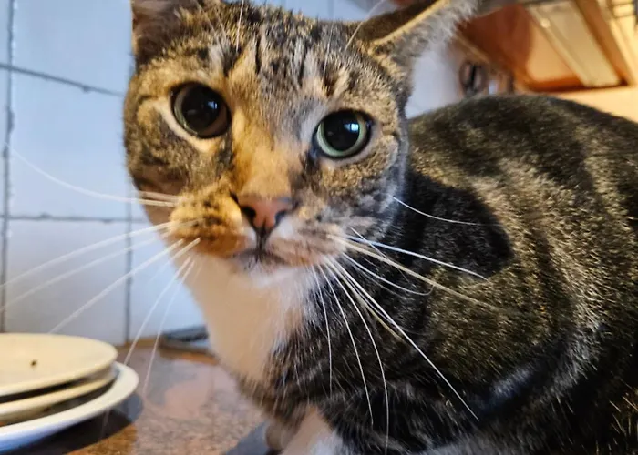 Διαμέρισμα Secondhandrose